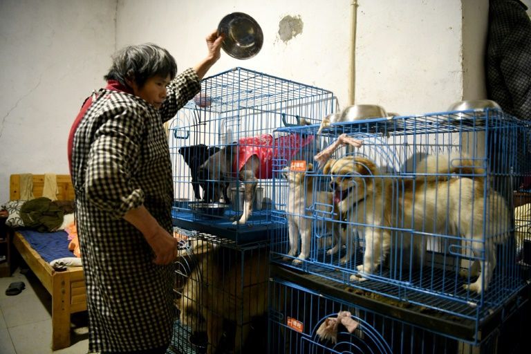 wen junhong's worker feeding cats and dogs