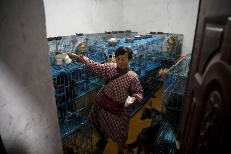 lady who rescued more than 1300 dogs and cats and stays with them