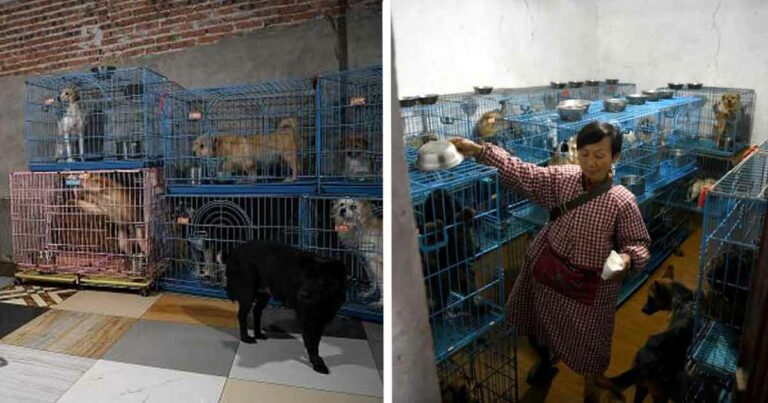 Meet The Woman Who Lives With 1300 Dogs & 100 Cats